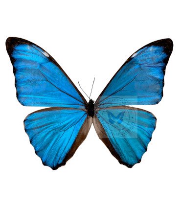 Morpho aurora lamasi