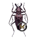 CERAMBYCIDAE