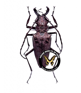 CERAMBYCIDAE