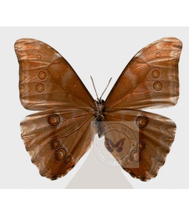 Morpho aurora lamasi