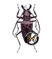 Psalidognathus friendi (Red)