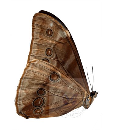 Morpho aurora lamasi