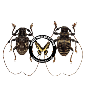 CERAMBYCIDAE