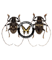 Anisocerus stellatus
