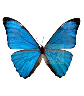 Morpho aurora lamasi