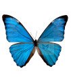 Morpho aurora lamasi A.1-