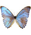 Morpho aurora aureola A.1