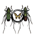 CERAMBYCIDAE