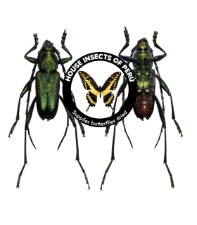 CERAMBYCIDAE