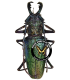 CERAMBYCIDAE