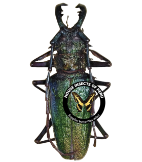 CERAMBYCIDAE