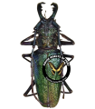 Psalidognathus friendi (Green)