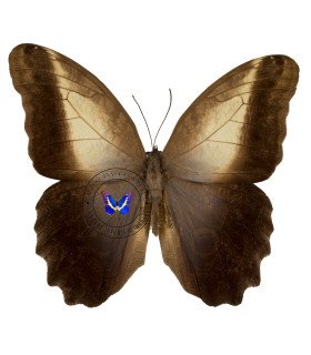 BRASSOLIDAE