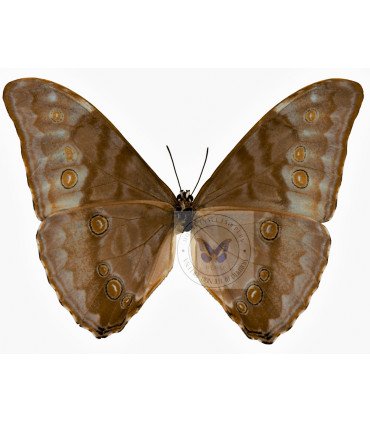 Morpho aurora aureola