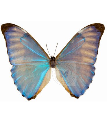 Morpho aurora aureola