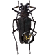 CERAMBYCIDAE
