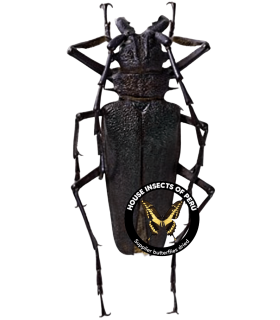 CERAMBYCIDAE