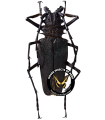 Psalidognathus friendi (black)