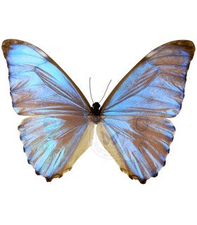 Morpho aurora aureola
