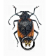 CERAMBYCIDAE