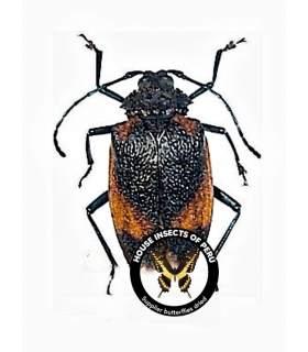 CERAMBYCIDAE