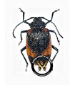Pyrodes aurata