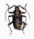 CERAMBYCIDAE