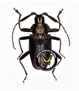 CERAMBYCIDAE