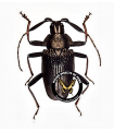 Pyrodes pulcherrimus