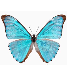 Morpho aurora Isidorssoni