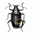 CERAMBYCIDAE