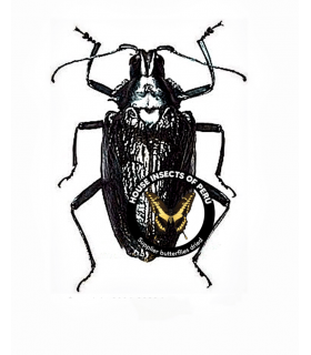 CERAMBYCIDAE