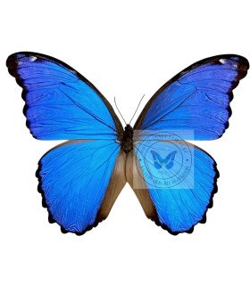 Morpho  godartii ssp.julanthicus