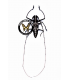 CERAMBYCIDAE