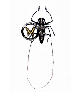 CERAMBYCIDAE