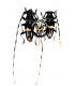 CERAMBYCIDAE