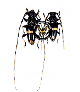 CERAMBYCIDAE