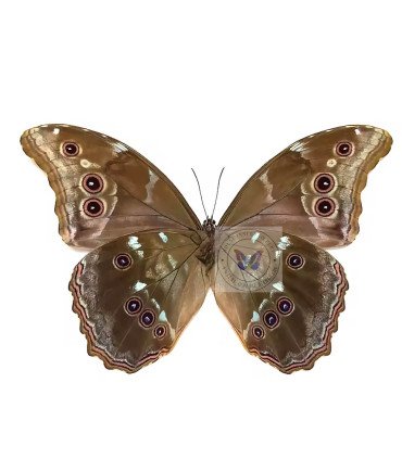 Morpho  godartii ssp.julanthicus