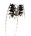 Trachyderes cingulatus