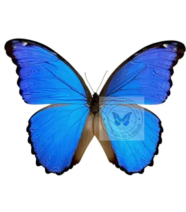 Morpho  godartii ssp.julanthicus