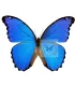 Morpho  godartii ssp.julanthicus