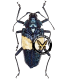 CERAMBYCIDAE