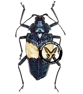 CERAMBYCIDAE