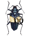 Pyrodes pulcherrimus (Blue)
