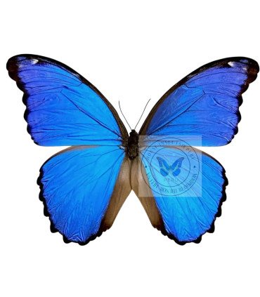 Morpho  godartii ssp.julanthicus