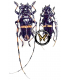 CERAMBYCIDAE