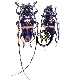 CERAMBYCIDAE