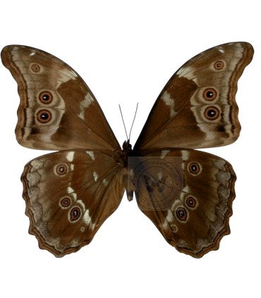 Morpho  godartii ssp.tingomarensis