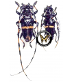 Trachyderes leptumerus