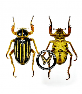 CETONIIDAE